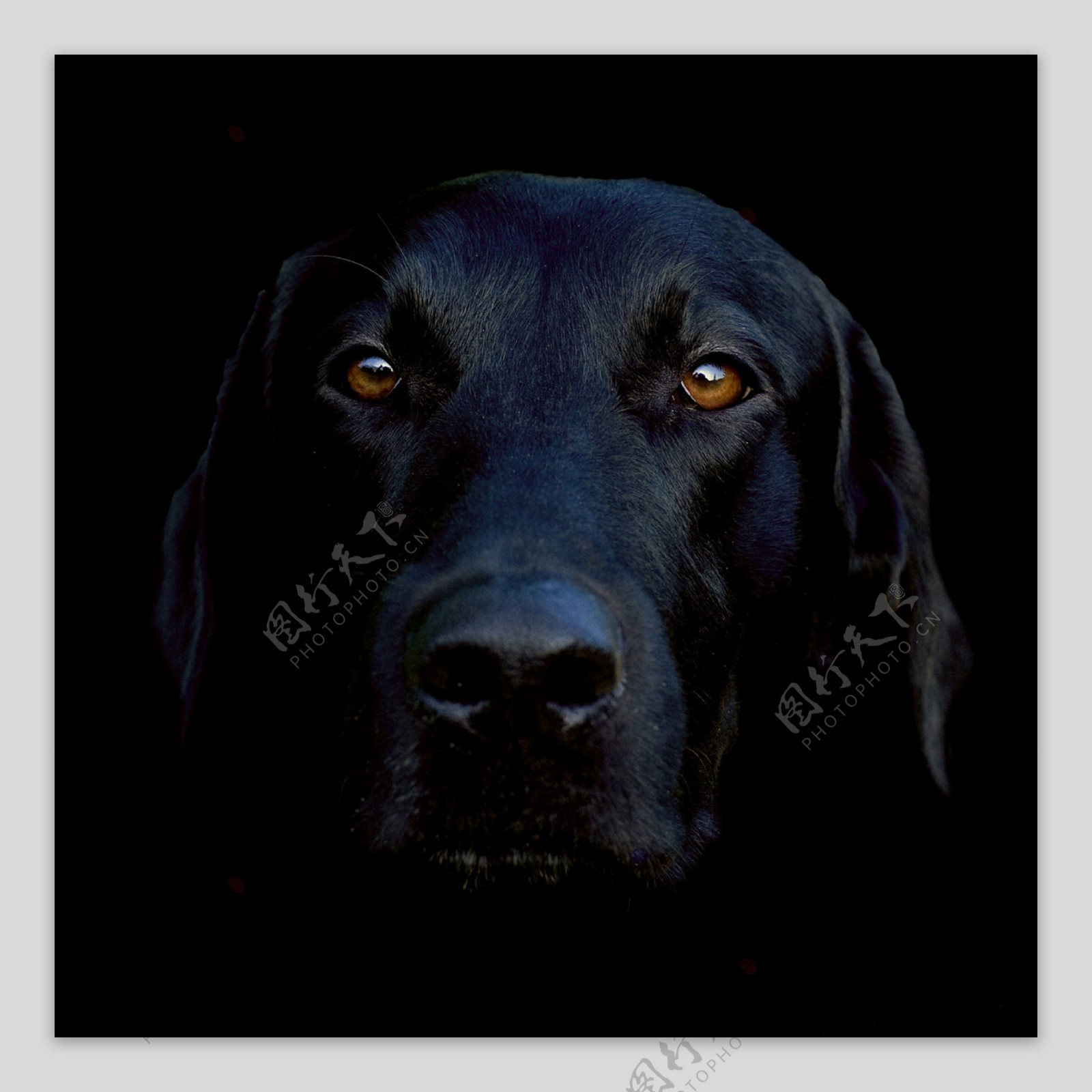 藏獒狗黑狗图片