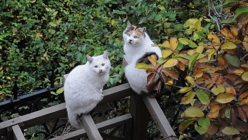 藤架上的双猫图片