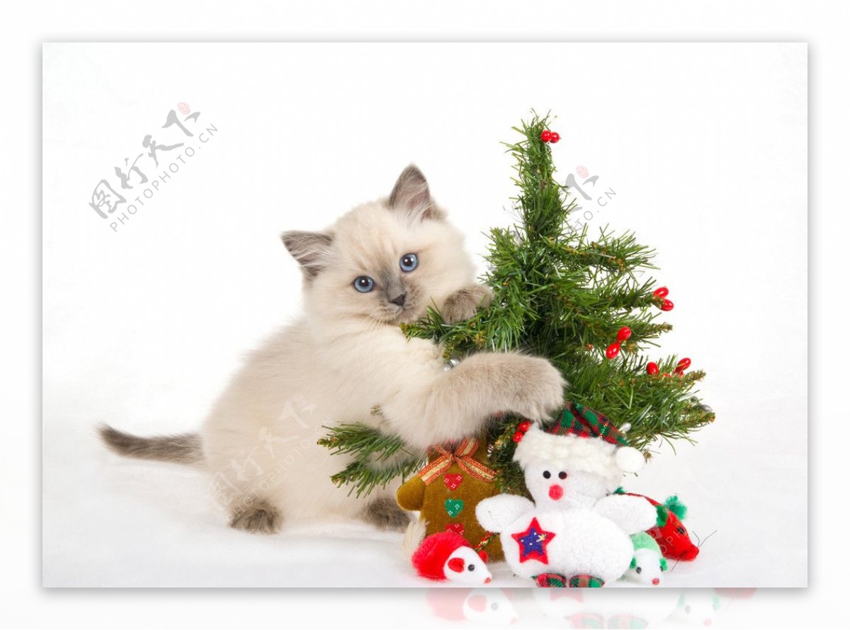 圣诞猫猫高清图片