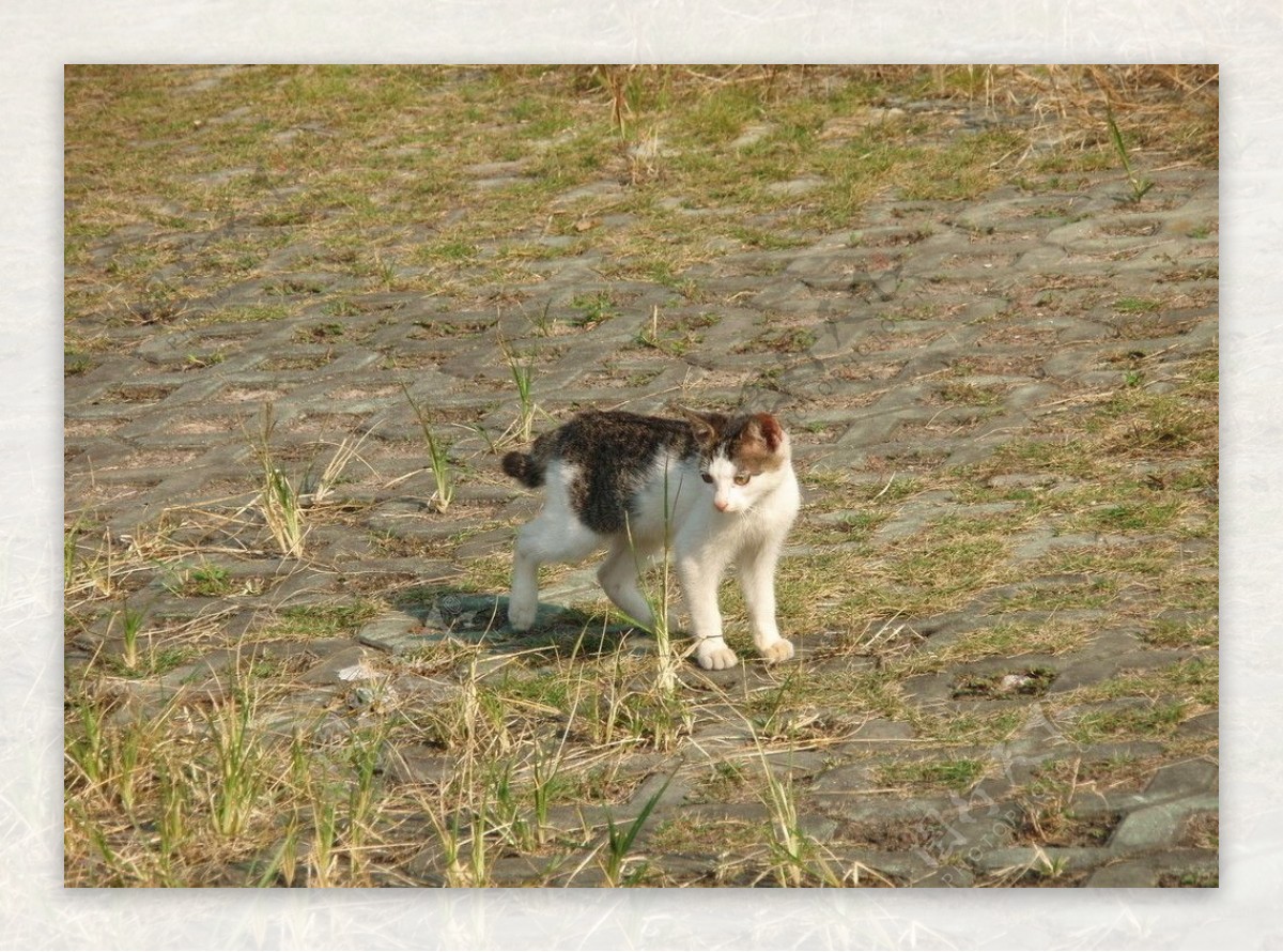 孤独的猫图片