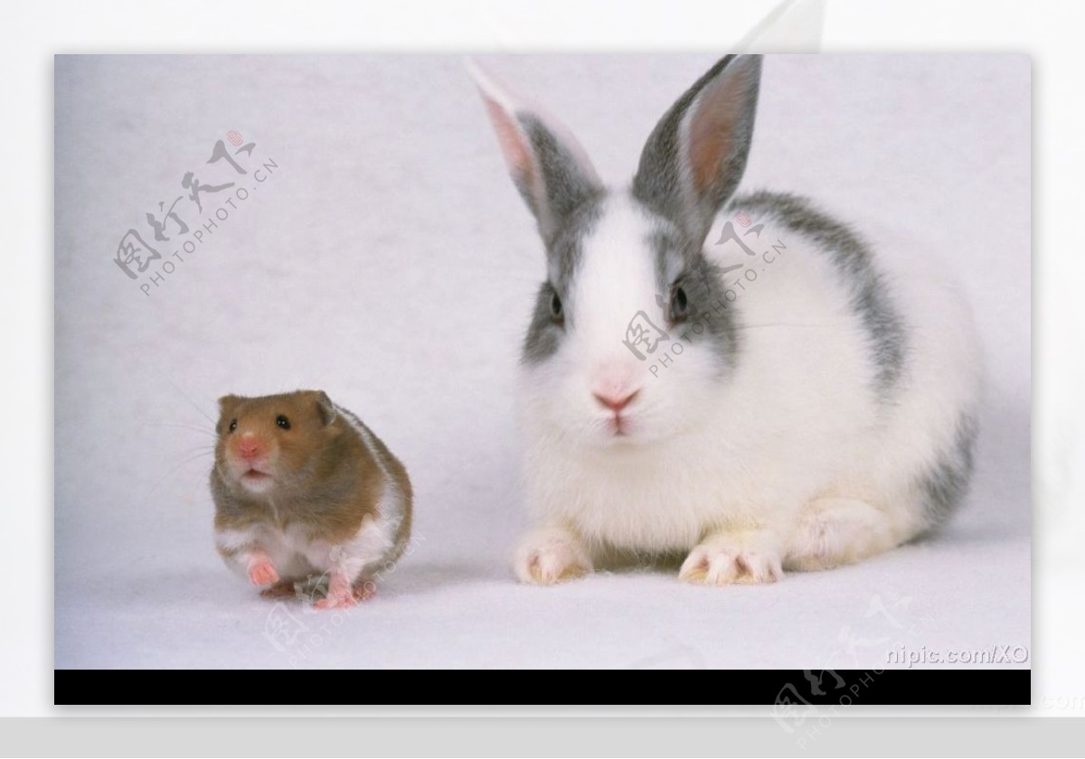 大兔子与小老鼠图片