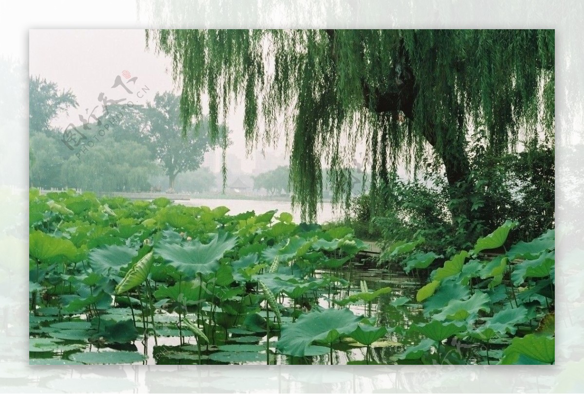 大明湖的荷花图片