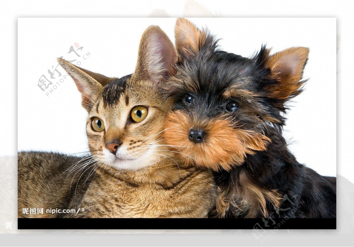 小猫和小狗 朋友 草地 可爱动物图片壁纸(动物静态壁纸) - 静态壁纸下载 - 元气壁纸