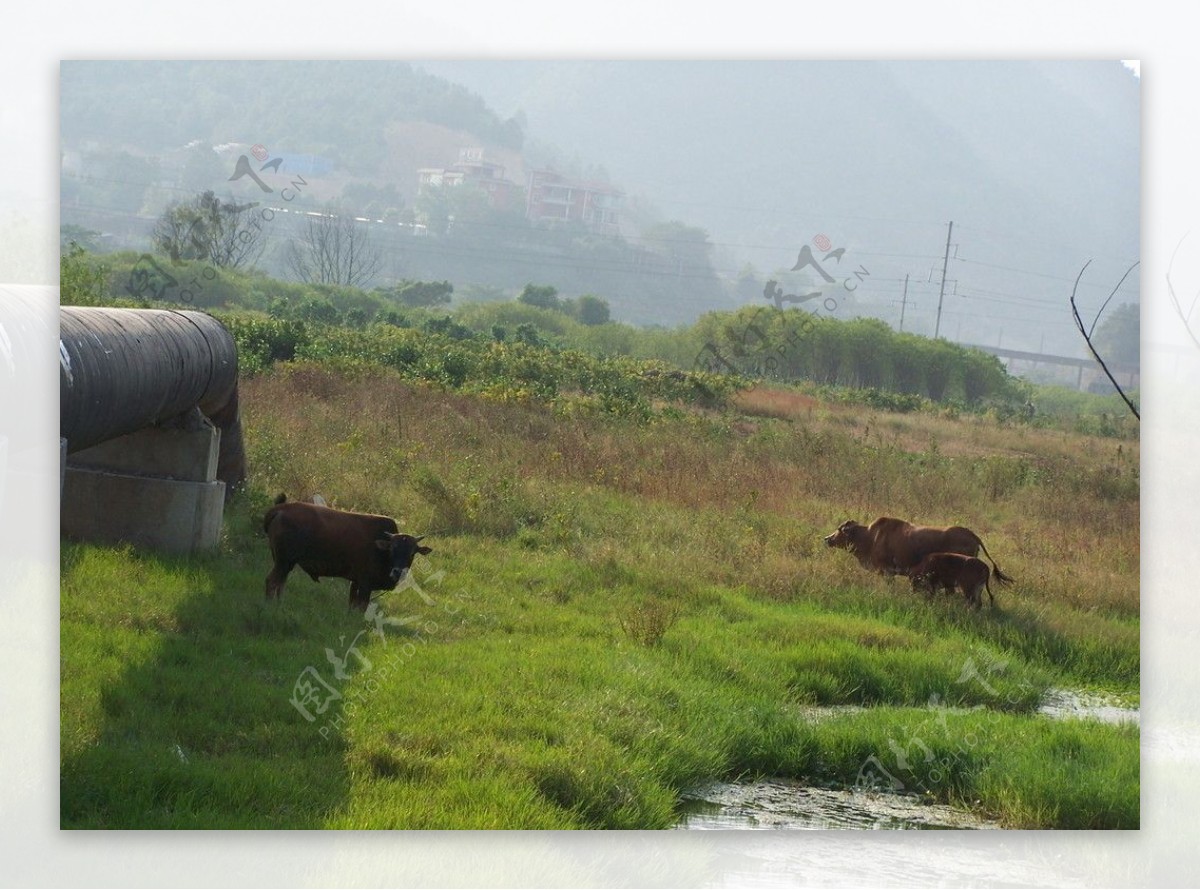 母牛和小牛的生活图片
