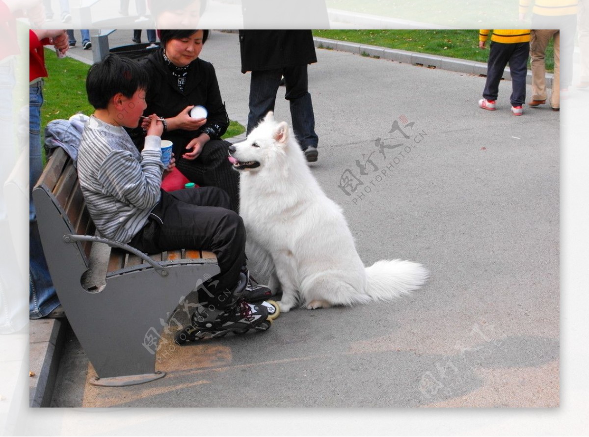 馋狗图片