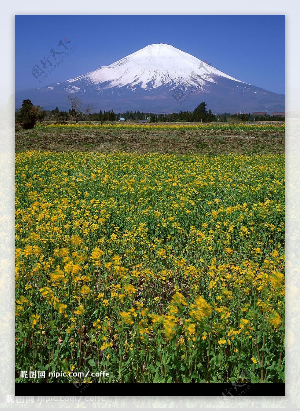 日本富士山下的油菜花图片