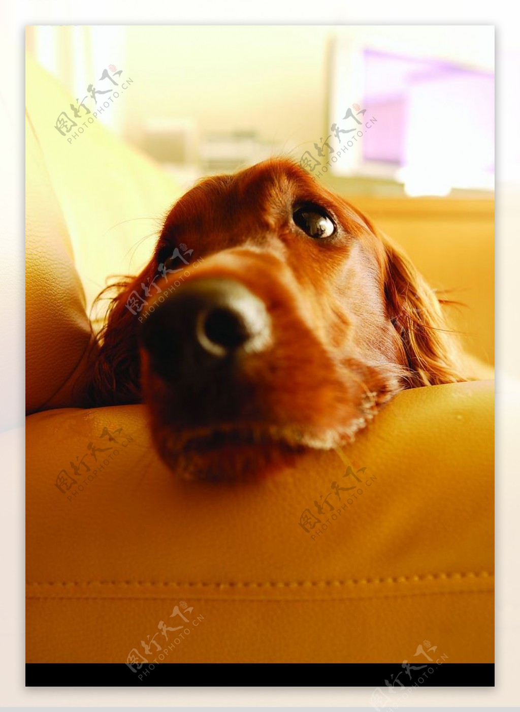 沙发上的狗图片