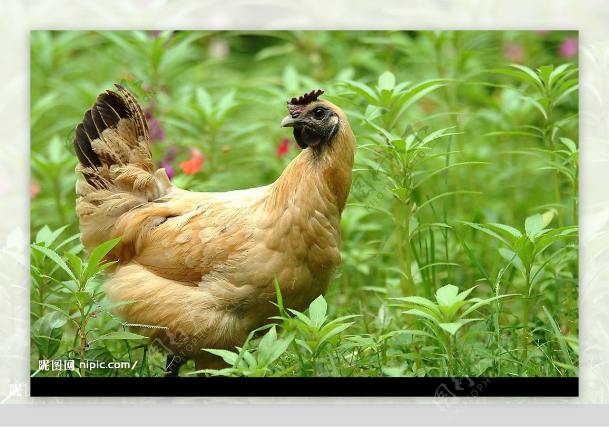 小母鸡摄影图__家禽家畜_生物世界_摄影图库_昵图网nipic.com