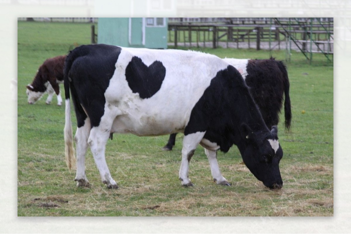 新西兰奶牛图片