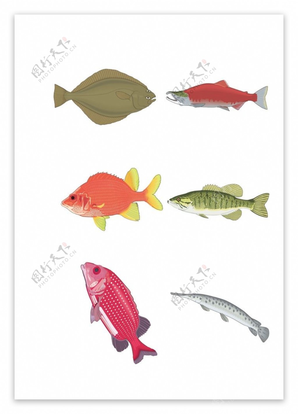 鱼类图片