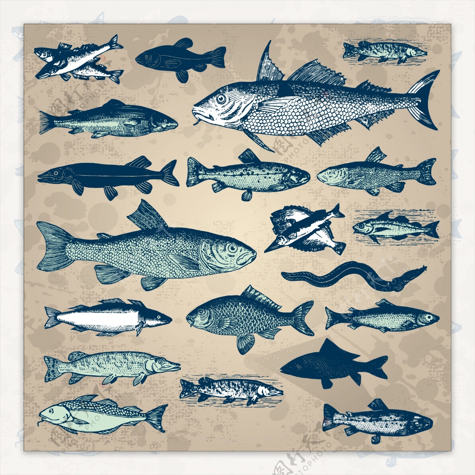 手绘素描鱼类矢量素材图片