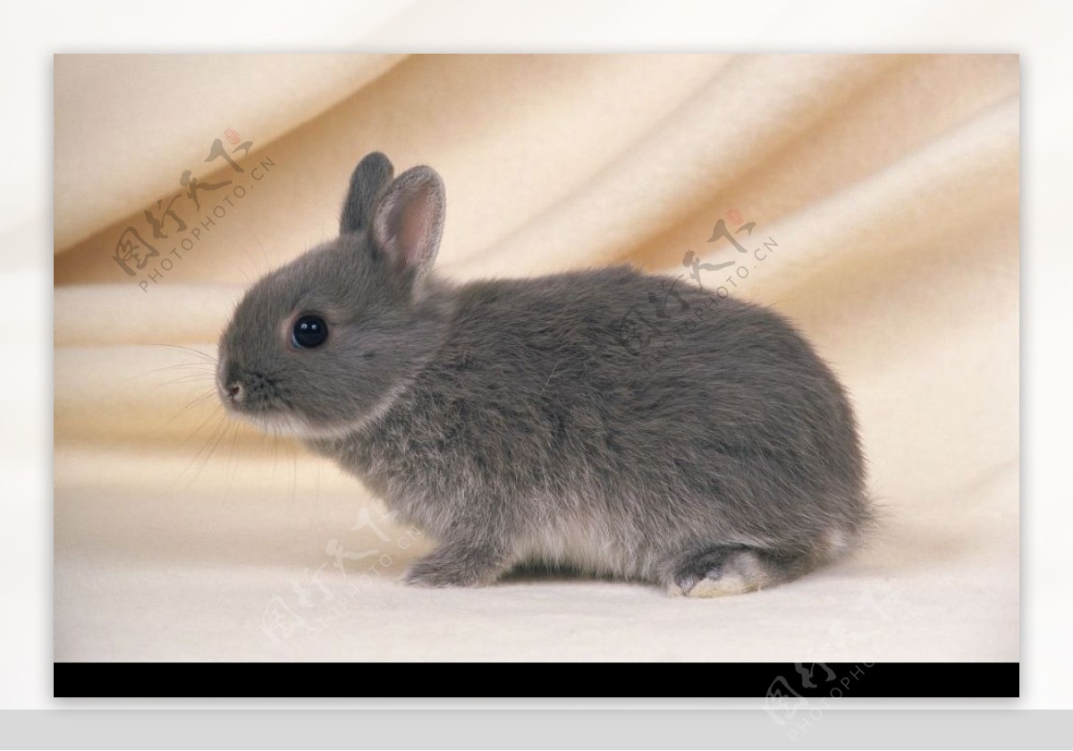 草地里的可爱野兔高清动物壁纸高清大图预览1920x1080_动物壁纸下载_美桌网