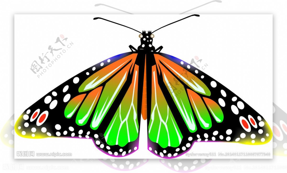 一只有漂亮翅膀的蝴蝶图片