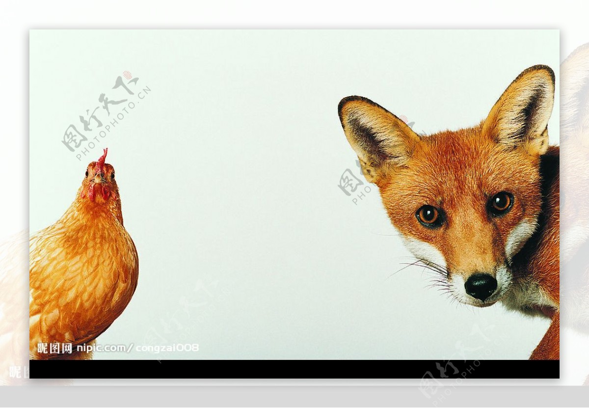 狐狸与鸡图片