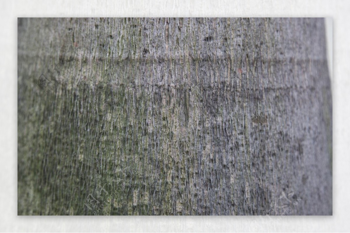 树皮粗糙纹理图片