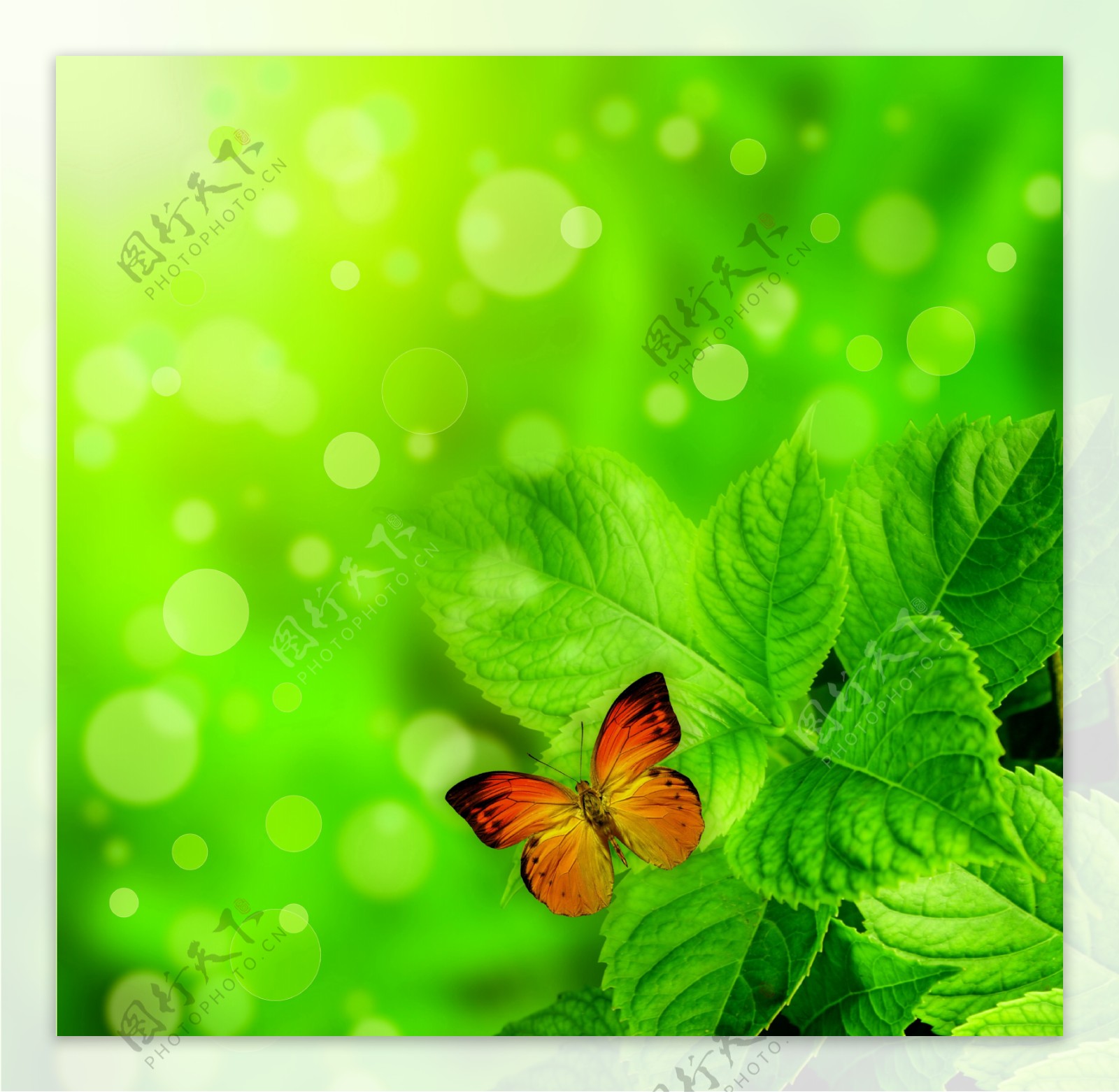蝴蝶飞舞绿叶背景图片