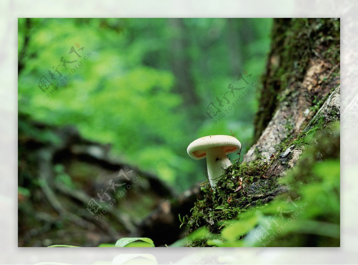 蘑菇特写图片