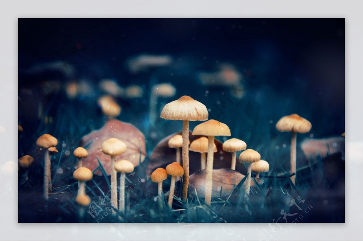 雨后蘑菇图片
