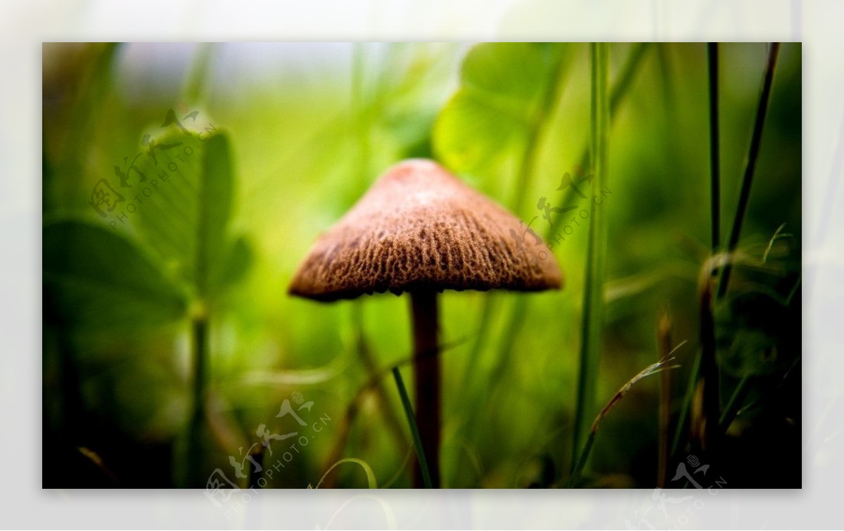 蘑菇伞图片