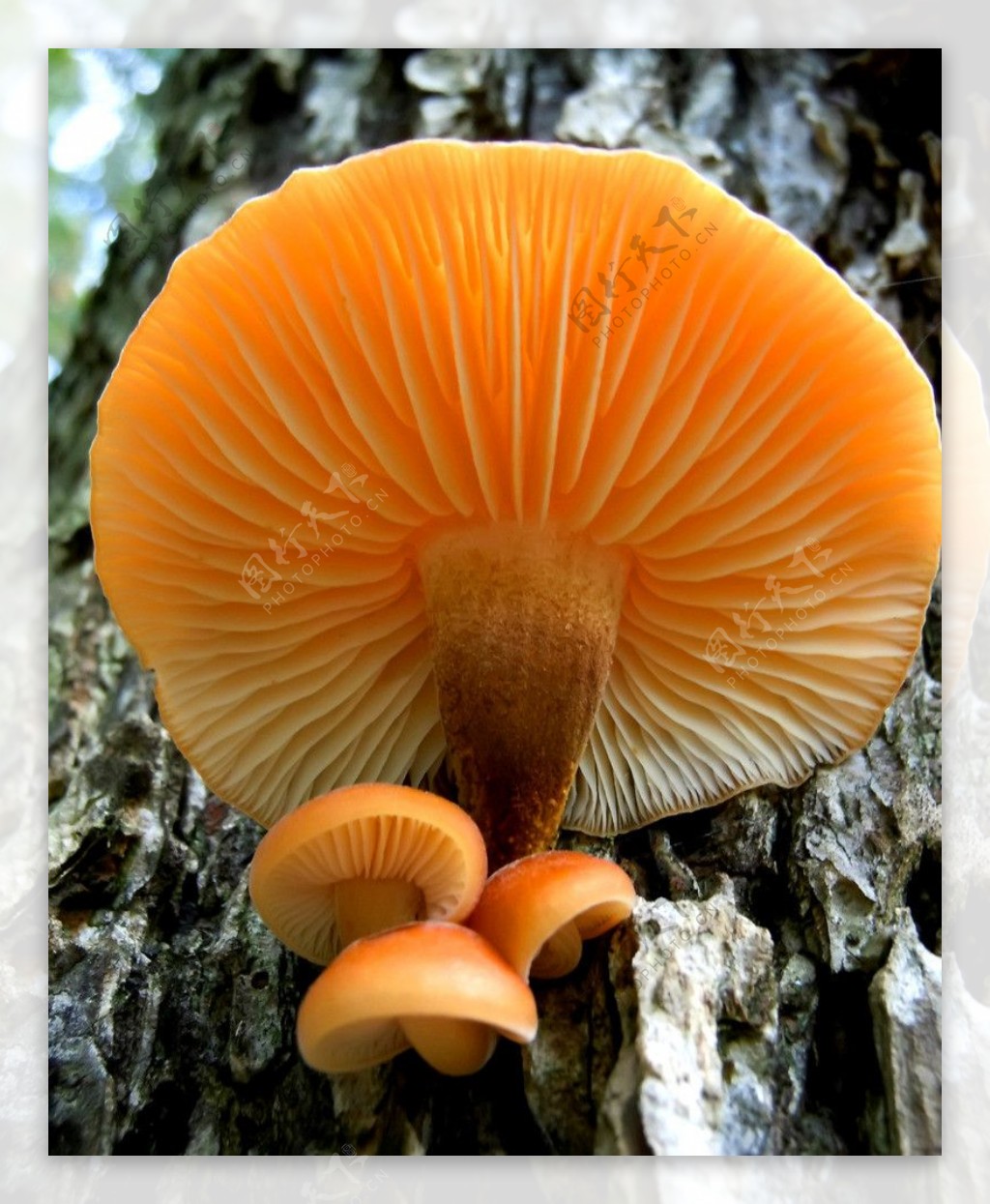 科尔科瓦杜国家公园的盘菌 (© Alex Hyde/Minden Pictures)