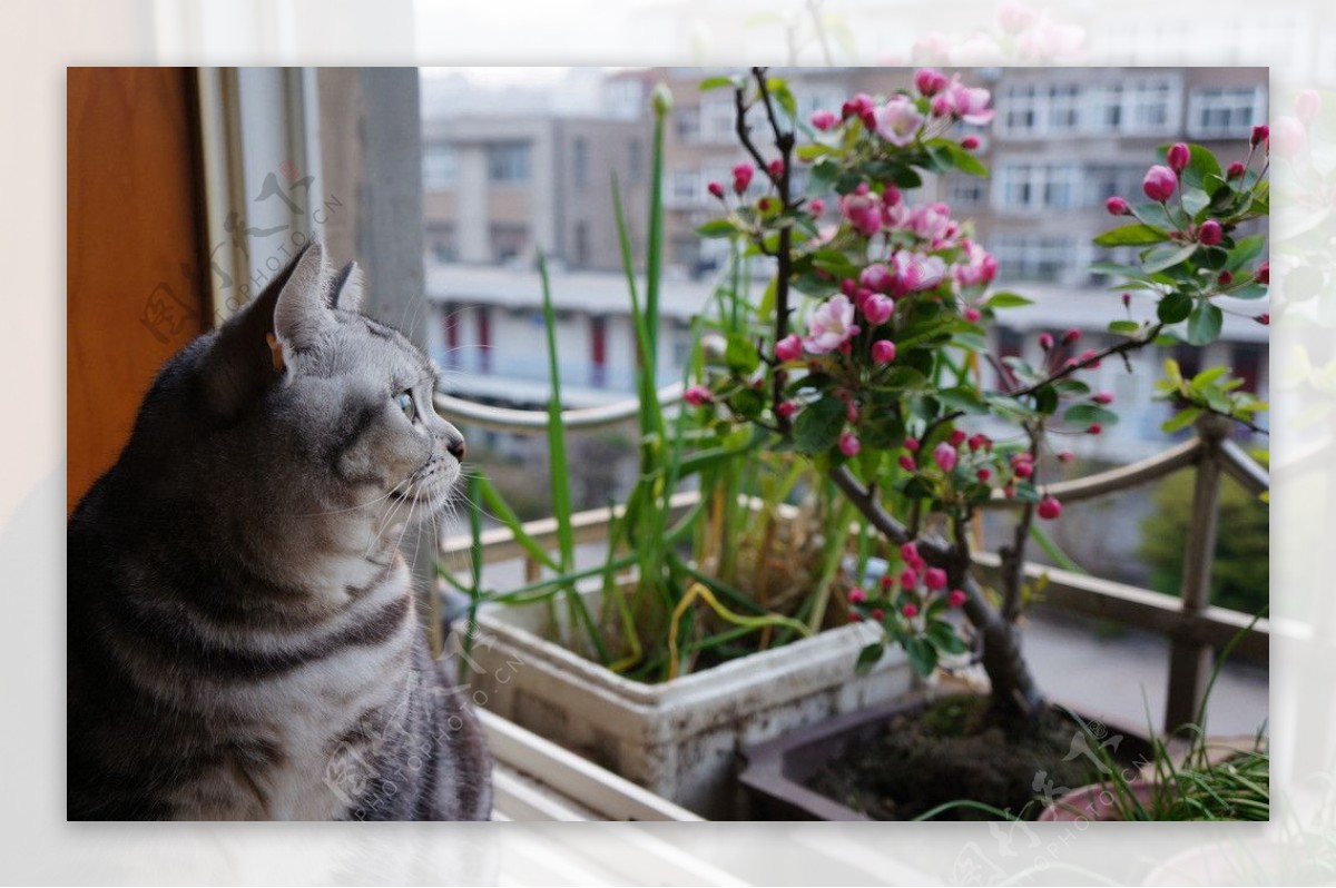 窗台上的猫图片