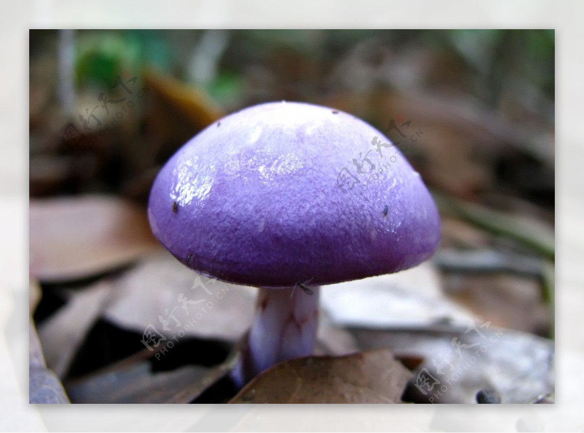 紫色蘑菇🍄|Photography|Landscape|美束筱文_Original作品-站酷ZCOOL