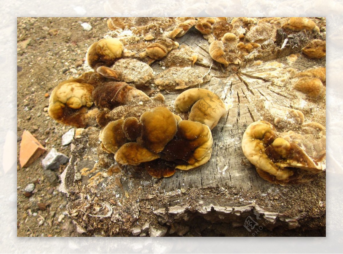 树墩上的蘑菇图片