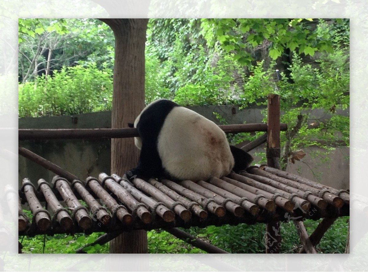 熊猫圆滚滚图片