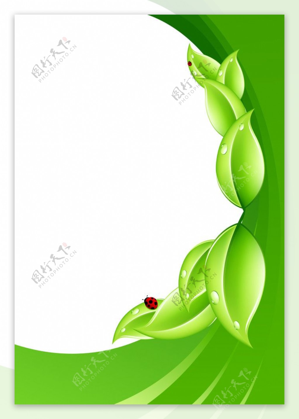 绿叶瓢虫图片
