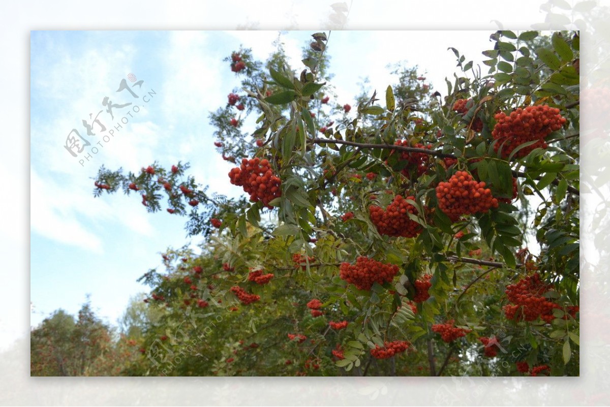 秋日红豆树图片