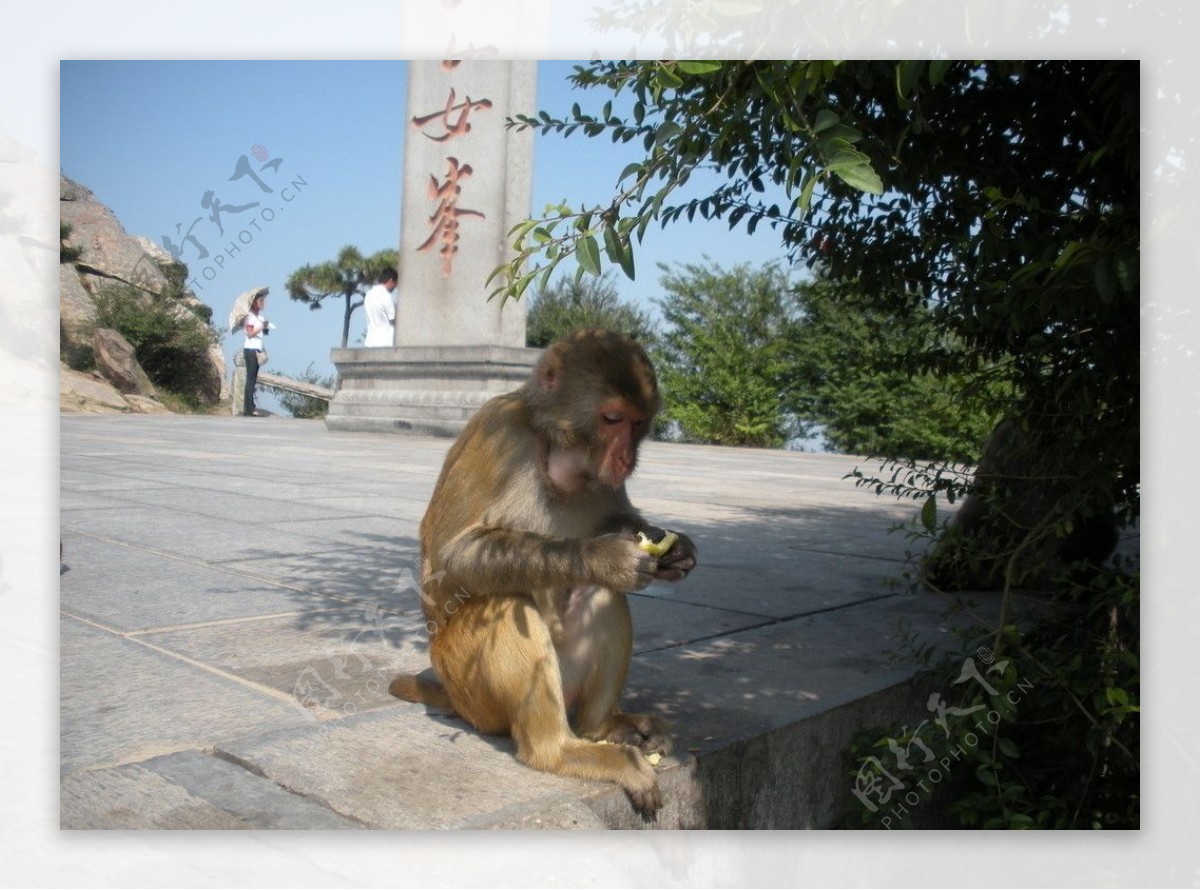 连云港的花果山 快看树尖上的小猴子们 - 知乎