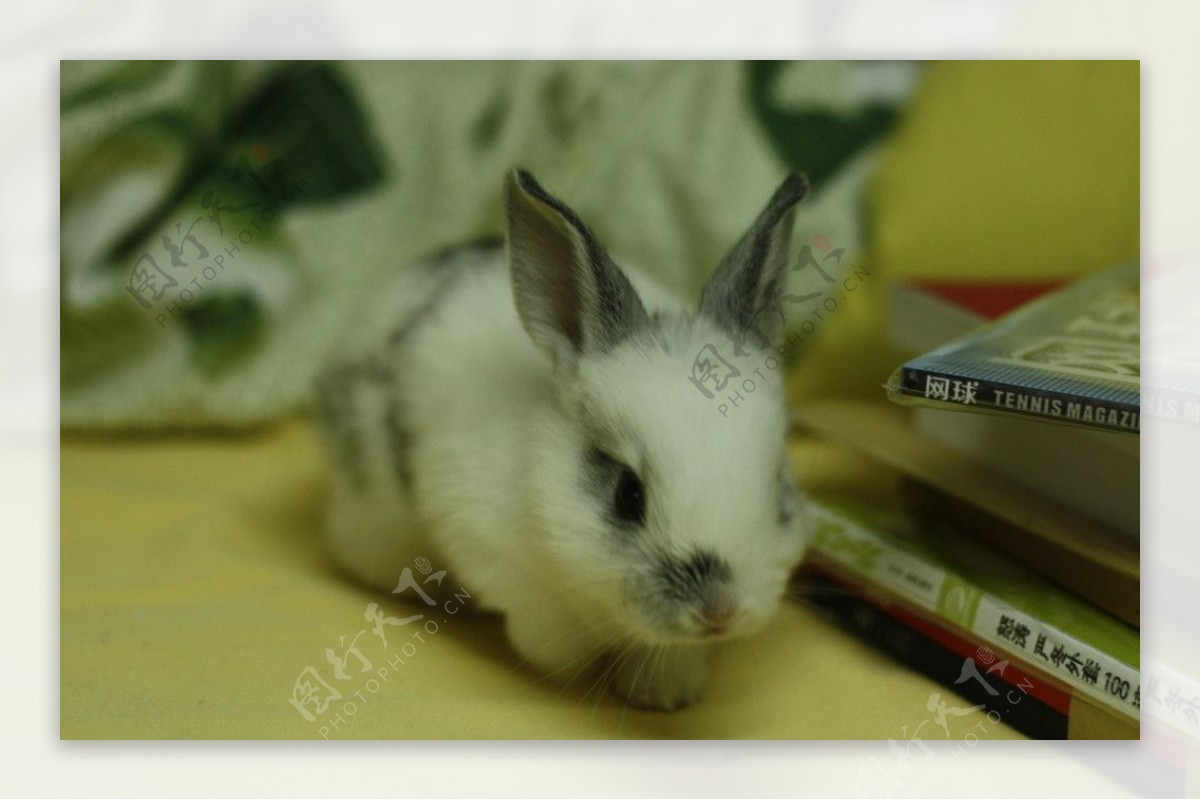 可愛小兔子 | 圖片桌布王 | 562