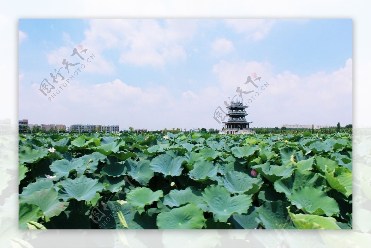 东莞麻涌华阳湖湿地公园图片