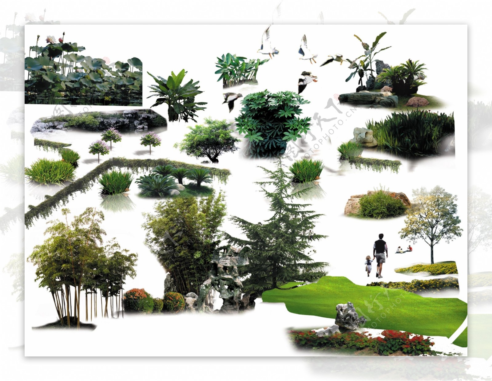 园林景观设计植物素材图片