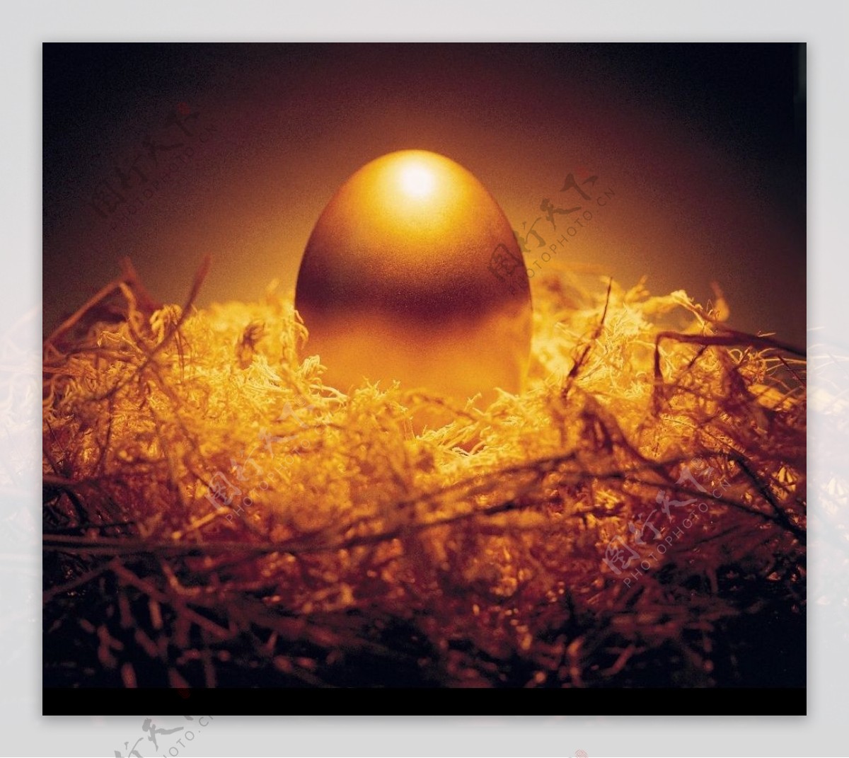 金蛋蛋图片