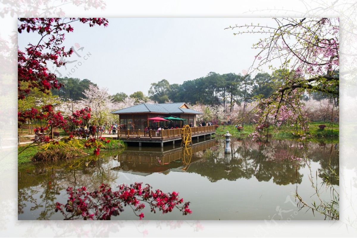 东湖风景区樱花节图片