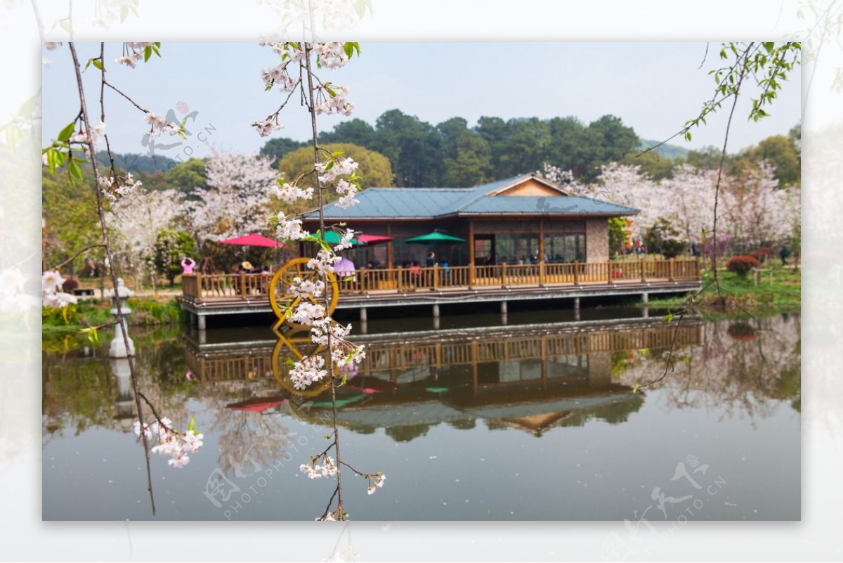 东湖风景区樱花节图片