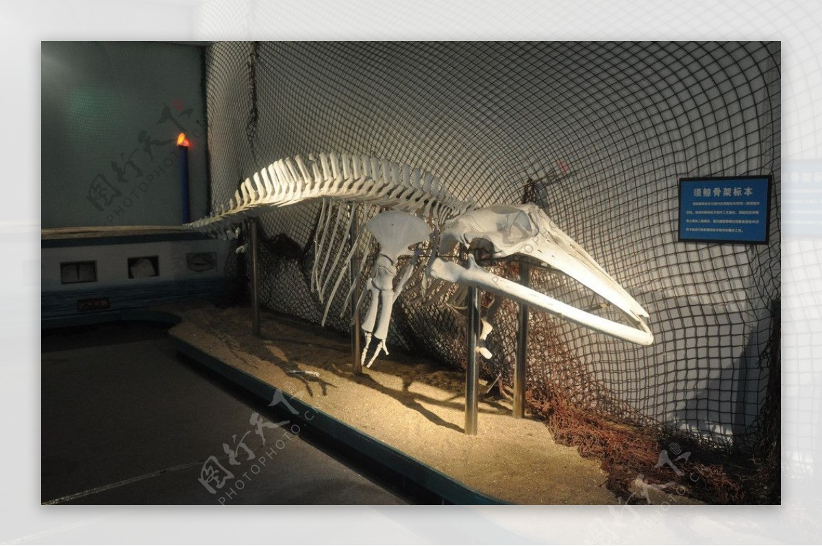 须鲸骨骼标本图片
