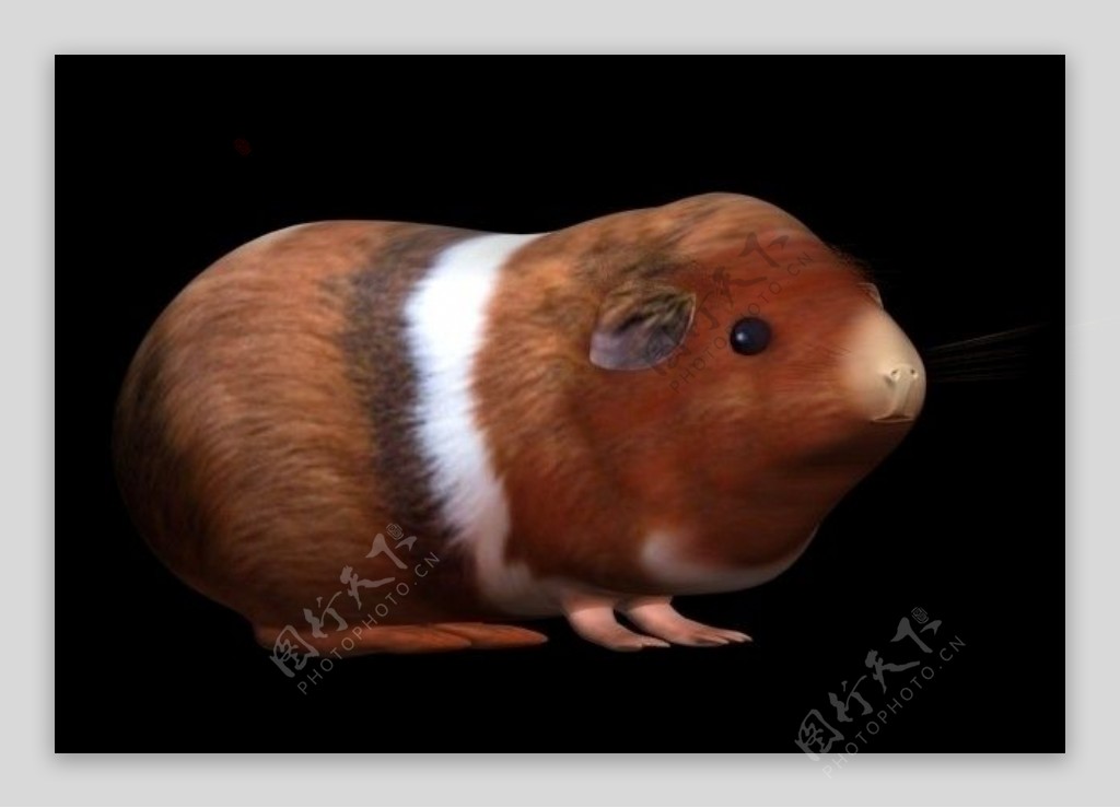荷兰猪3dmax模型图片