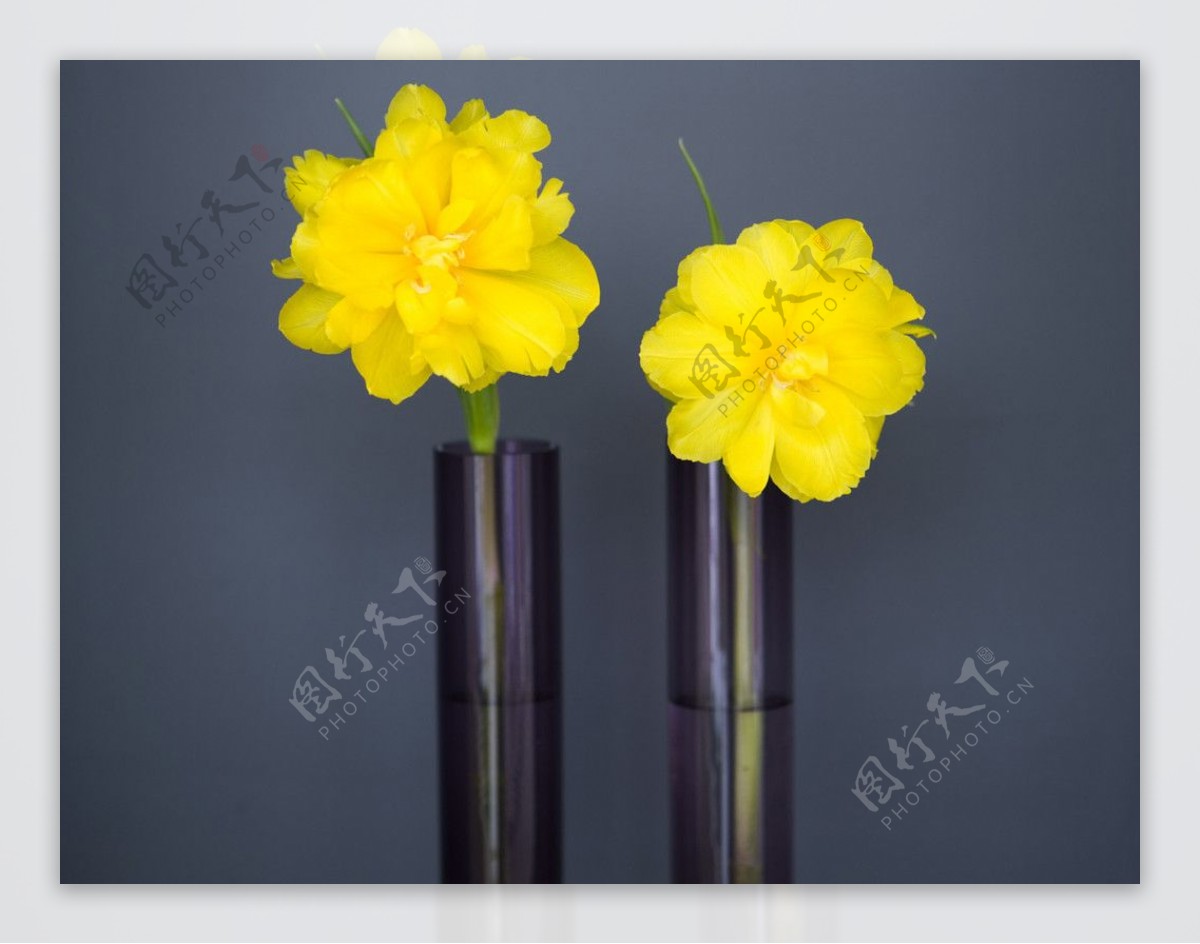 两朵黄花图片