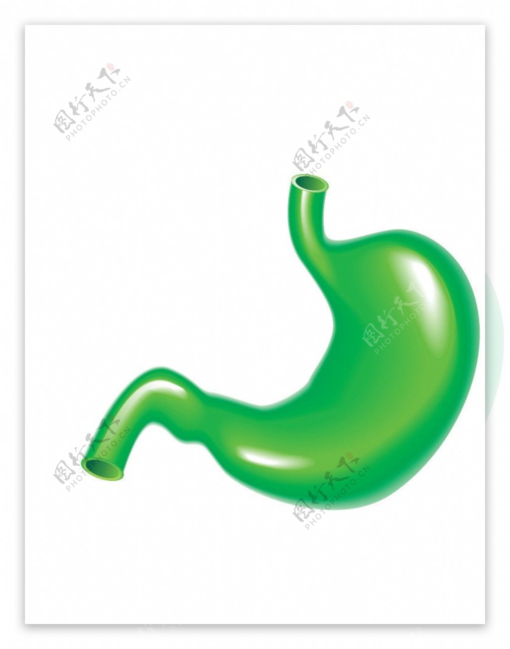 绿色胃图片