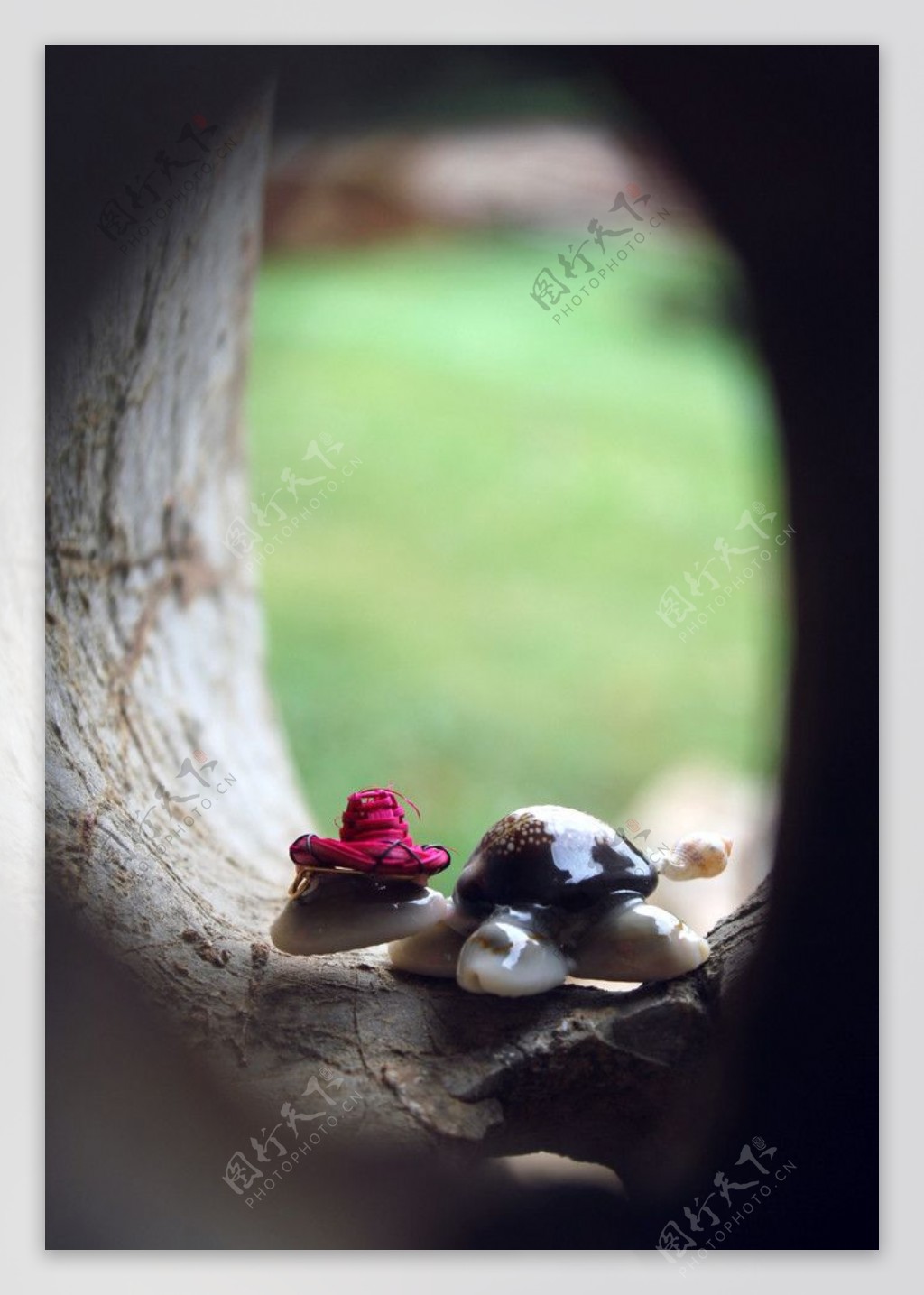石洞小乌龟图片