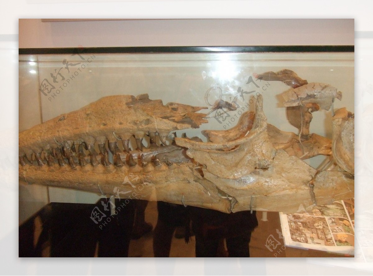 世博会比利时馆里面的恐龙化石图片