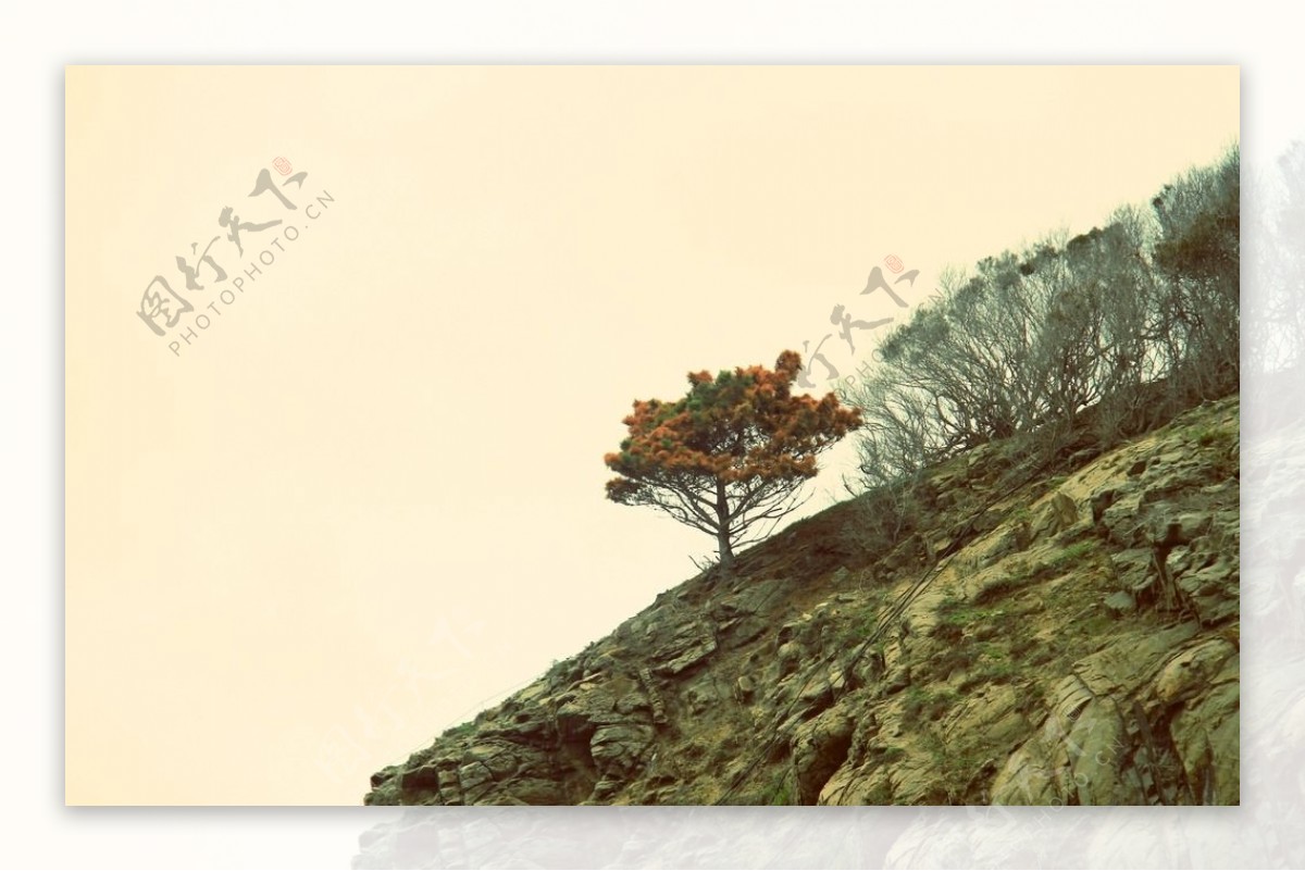 悬崖上挺拔的树图片