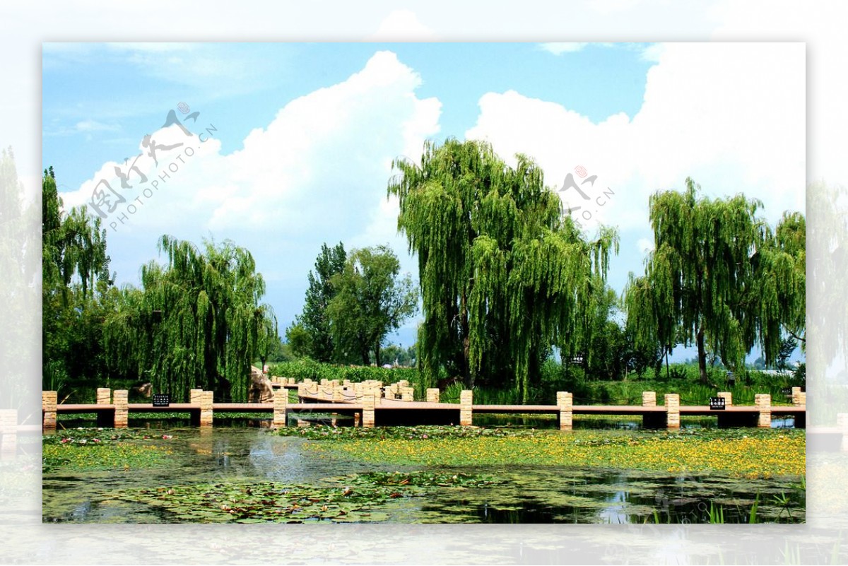 湖边垂柳美景图图片