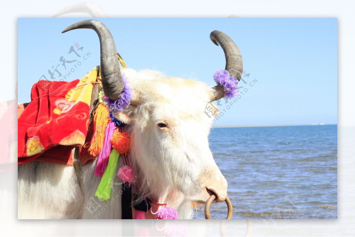 青海湖牦牛图片