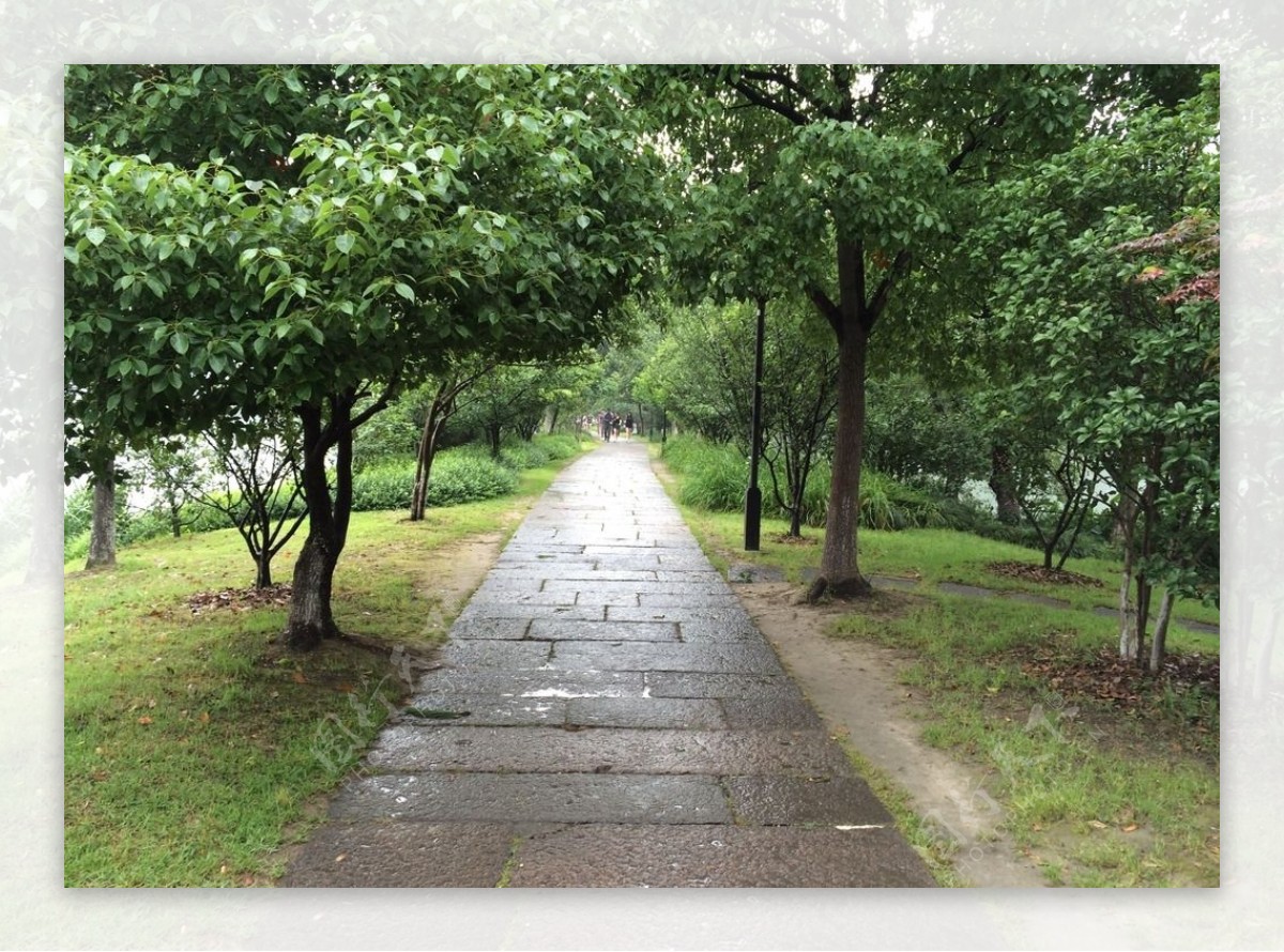 杭州湘湖雨后小路风光图片