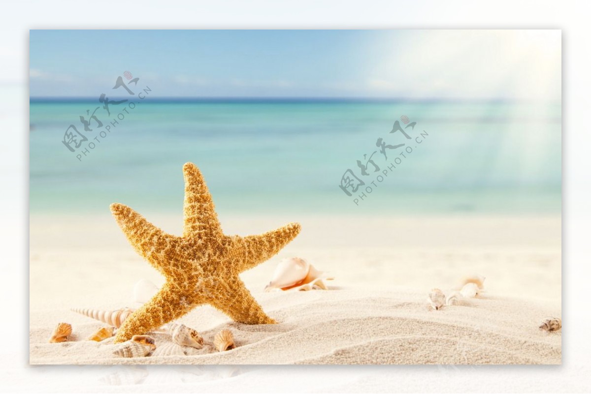 海边阳光沙滩海星图片