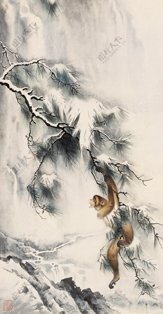 雪山猿猱图片