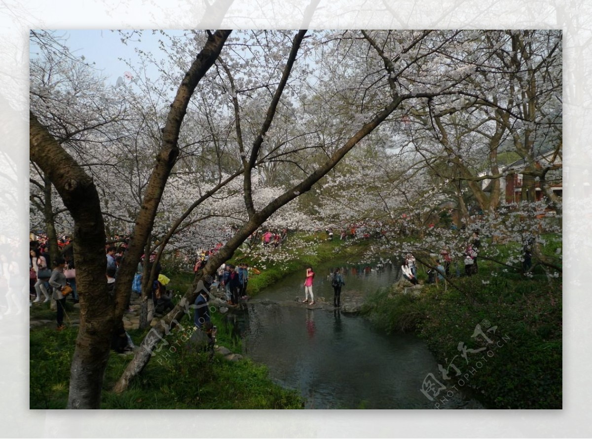 太子湾公园樱花赏图片